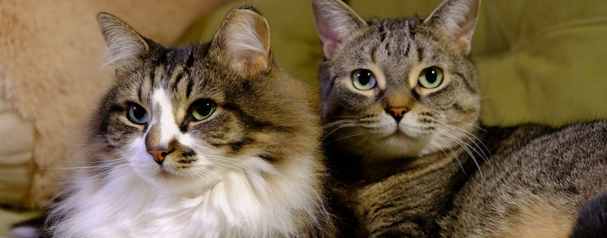 My Cats